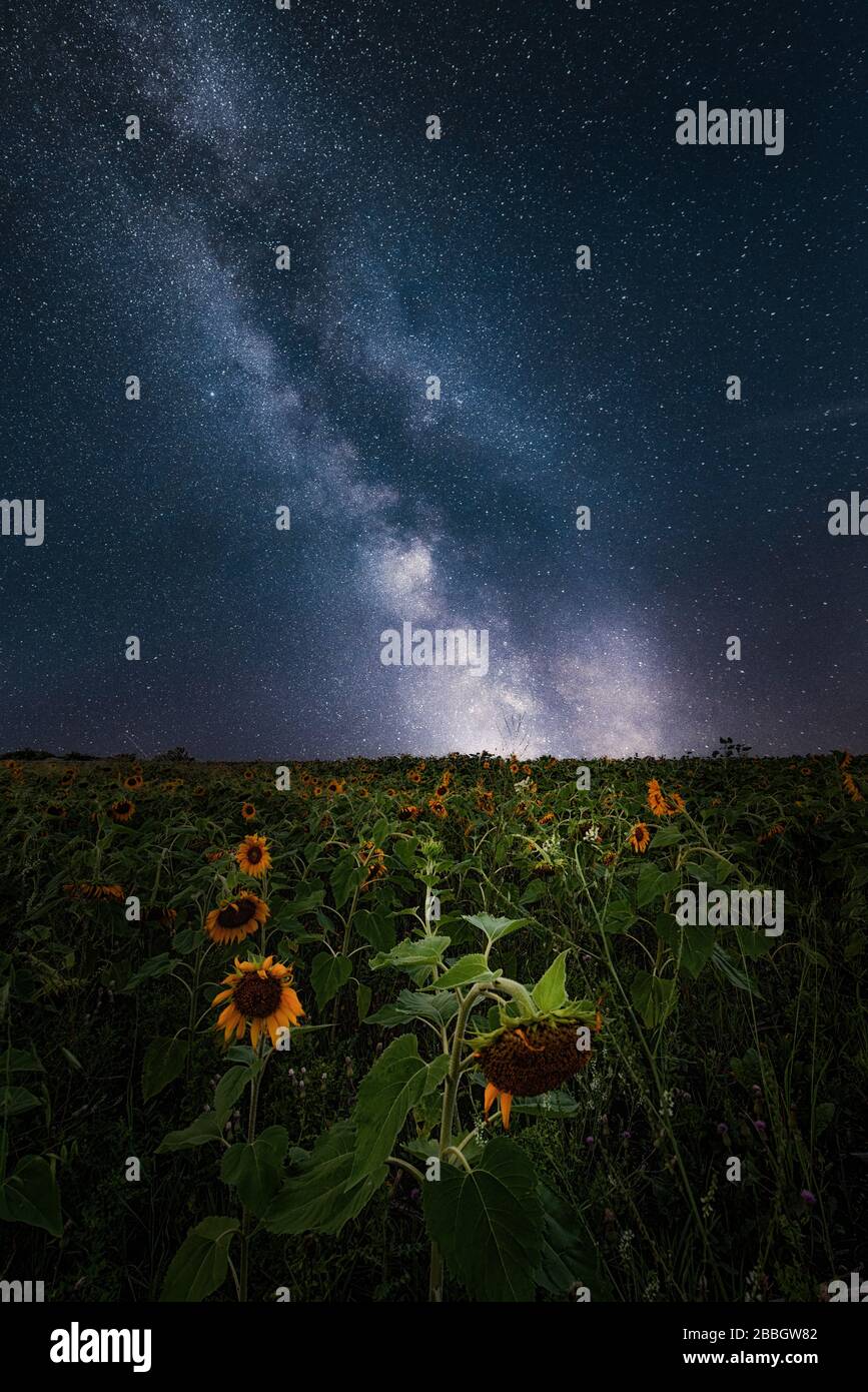 Milkyway su campo di girasole Manitoba Canada immagine composita 2 esposizioni Foto Stock