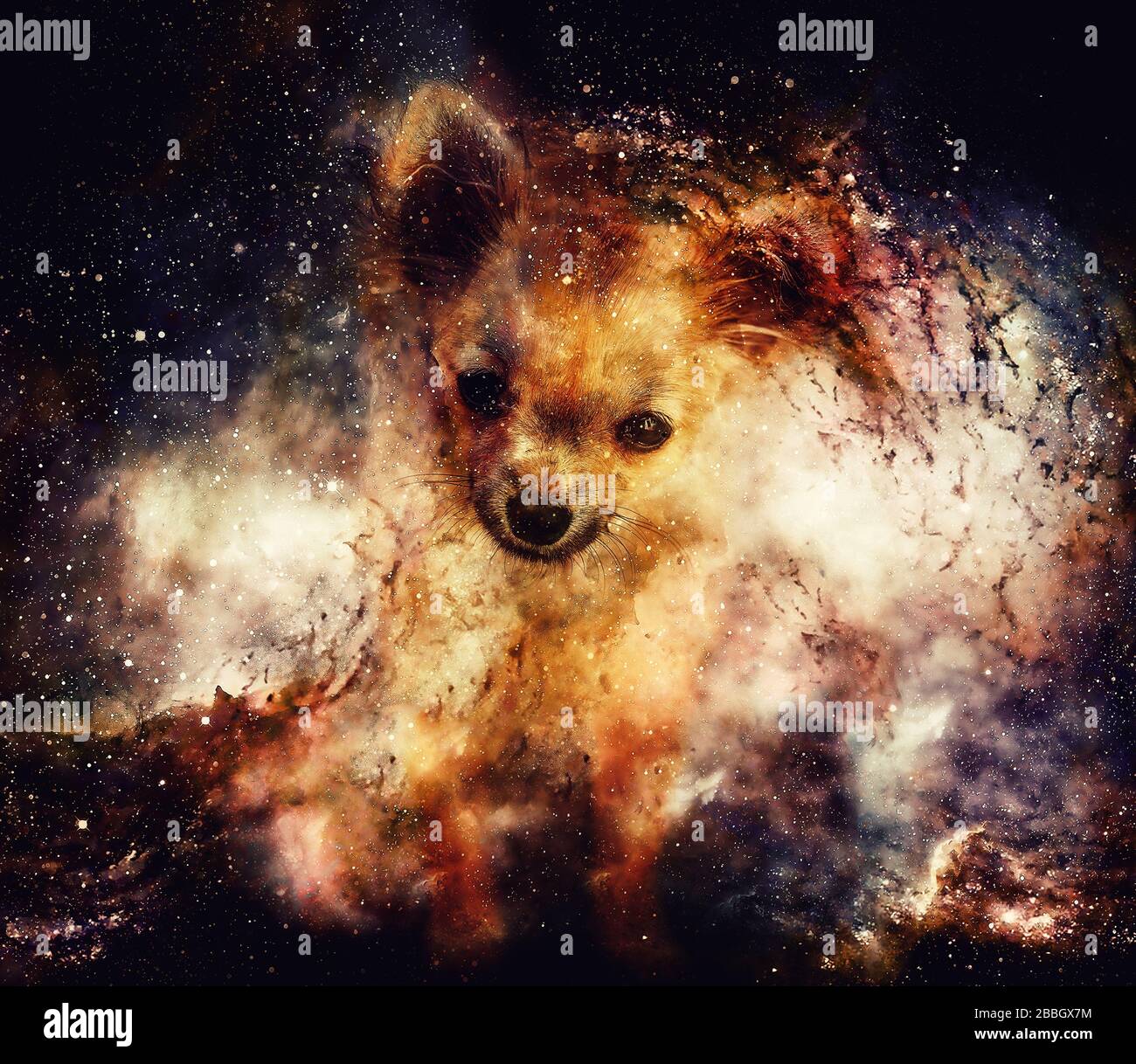 piccolo affascinante adorabile chihuahua cucciolo su astratto spazio strutturato sfondo. Foto Stock