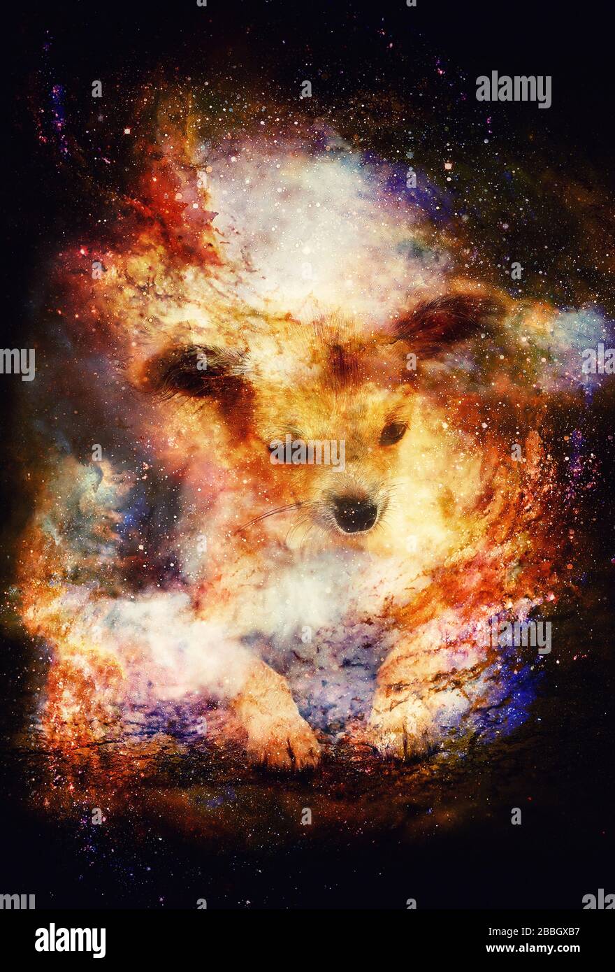 piccolo affascinante adorabile chihuahua cucciolo su astratto spazio strutturato sfondo. Foto Stock