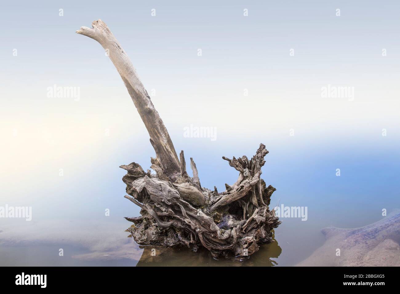 foto delle radici di un albero essiccato in una palude Foto Stock