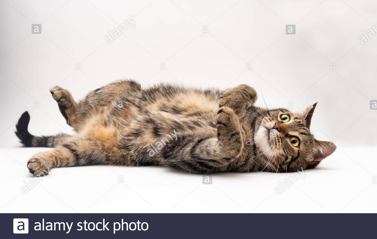 Chat Blanc Immagini E Fotos Stock Alamy Chat Blanc Immagini E Fotos Stock Alamy
