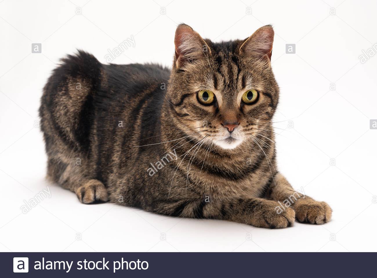 Une Seance Photo En Studio Sur Fond Blanc D Un Chat Domestique Seance Improvvisee Dans Mon Studio De Montreal Foto Stock Alamy Une Seance Photo En Studio Sur Fond Blanc D Un Chat Domestique Seance Improvvisee Dans Mon Studio De Montreal Foto Stock Alamy