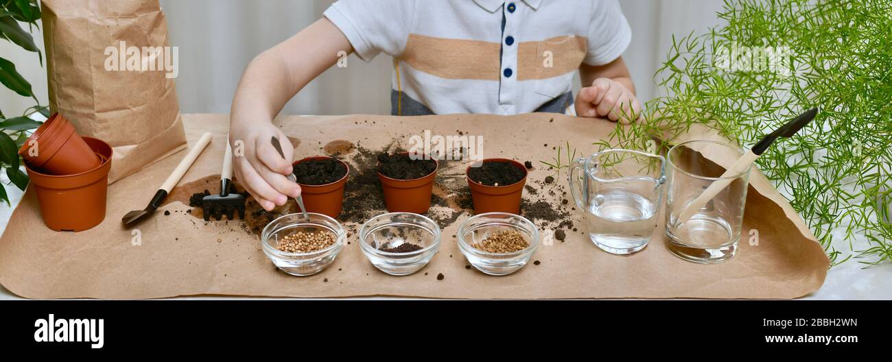 Semina semi di barbabietola, coriandolo, cavolo. Usando le pinzette, un bambino prende il seme del coriandolo da una ciotola trasparente. Foto Stock