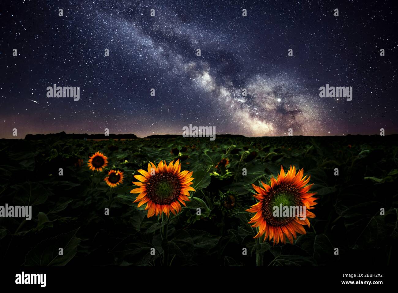 Milkyway su campo di girasole Manitoba Canada immagine composita 2 esposizioni Foto Stock