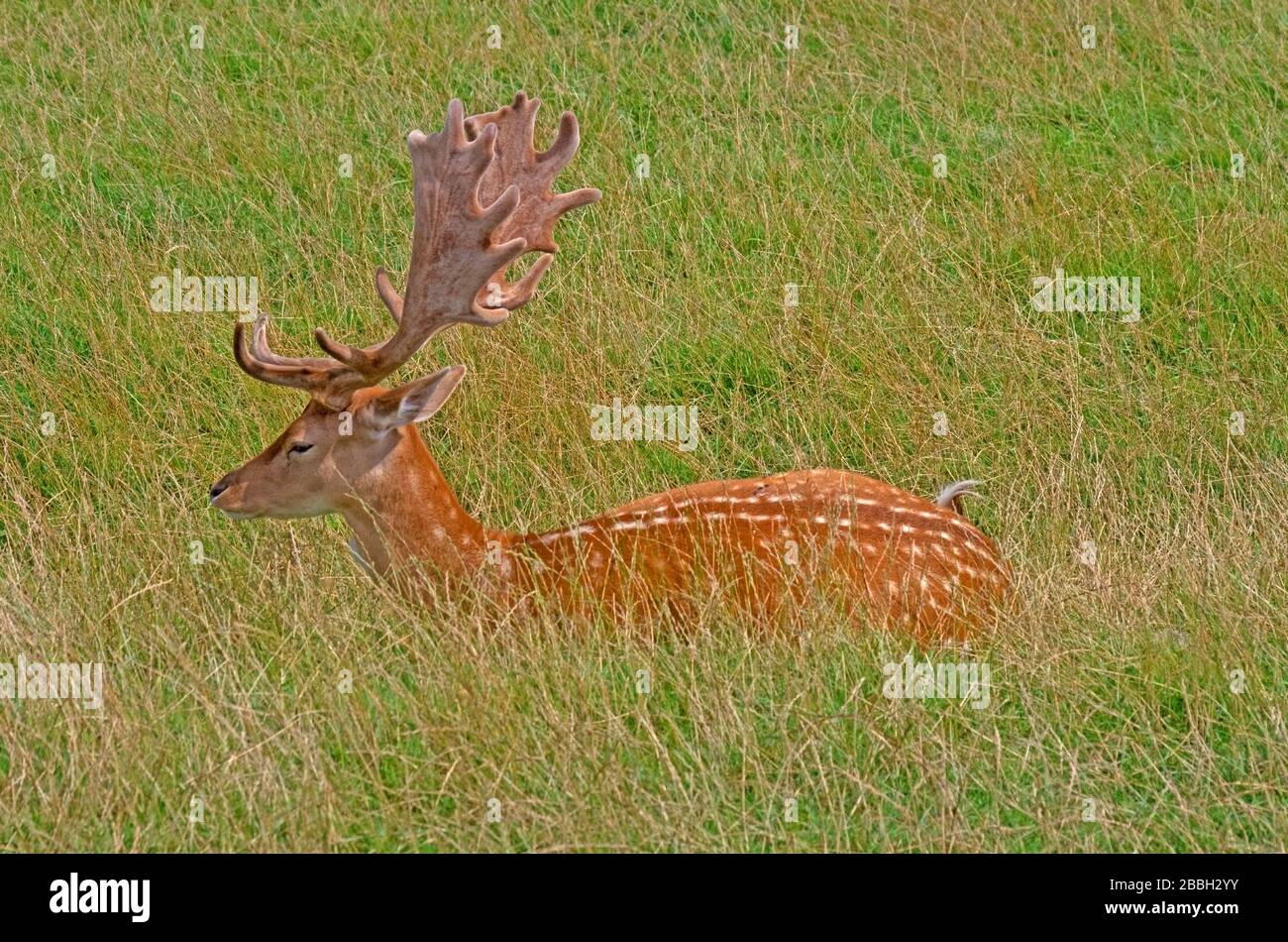 ALLOW CERVO Cervus Dama posa in erba lunga Foto Stock