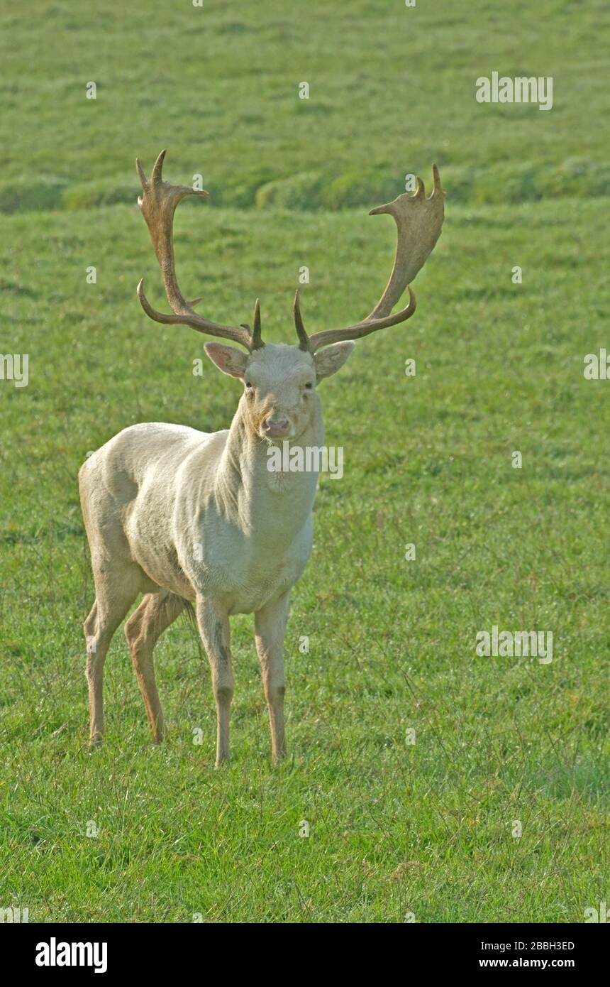 Consentire Deer Cervus Dama Inghilterra Foto Stock