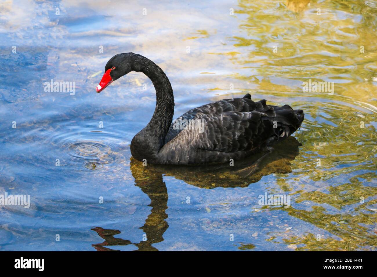 Un bel cigno nero nuota in uno stagno. Un becco rosso cigno Foto Stock