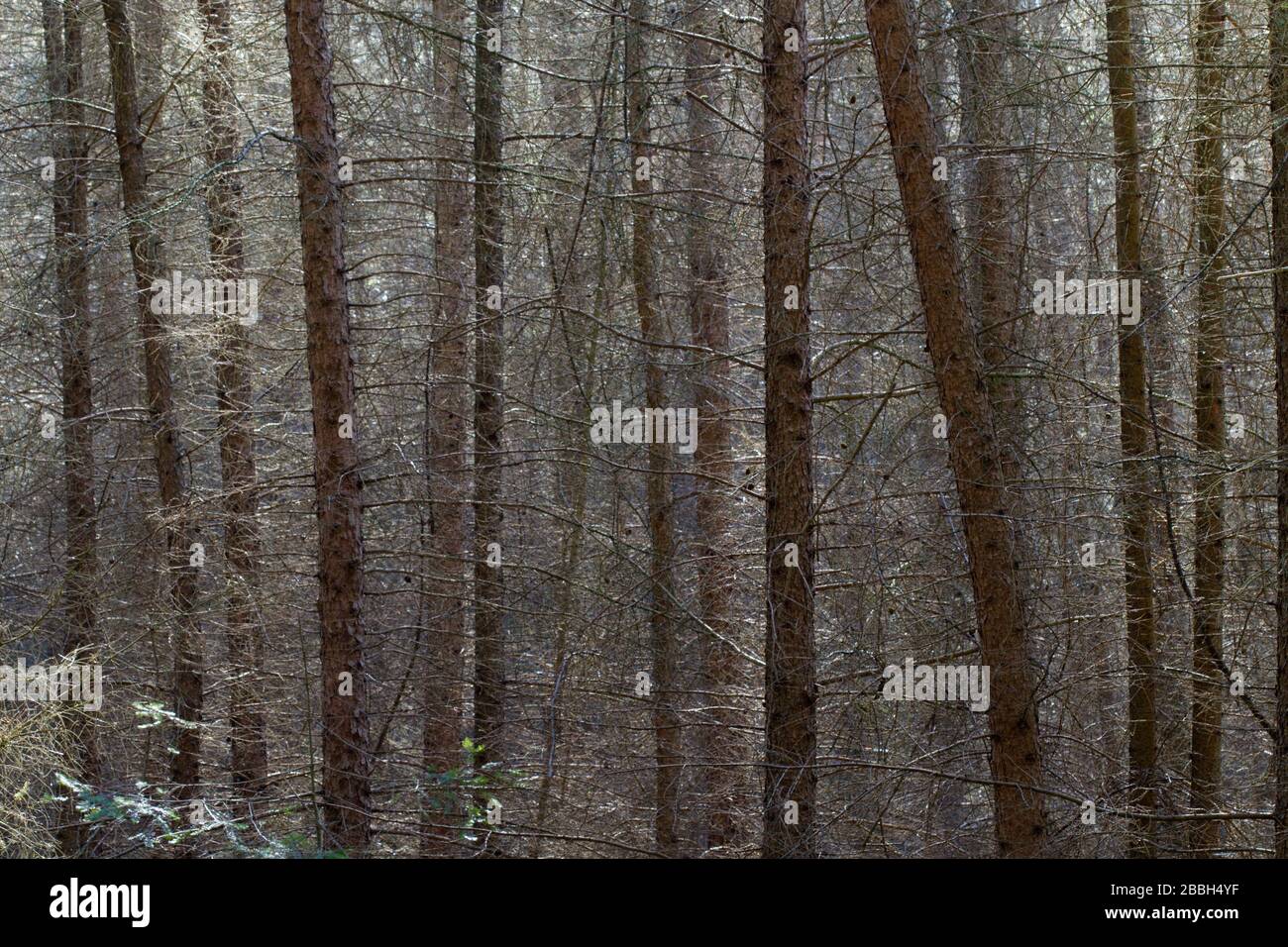 Ispessimenti: Una fitta foresta impenetrabile di giovani arcate in primavera Foto Stock