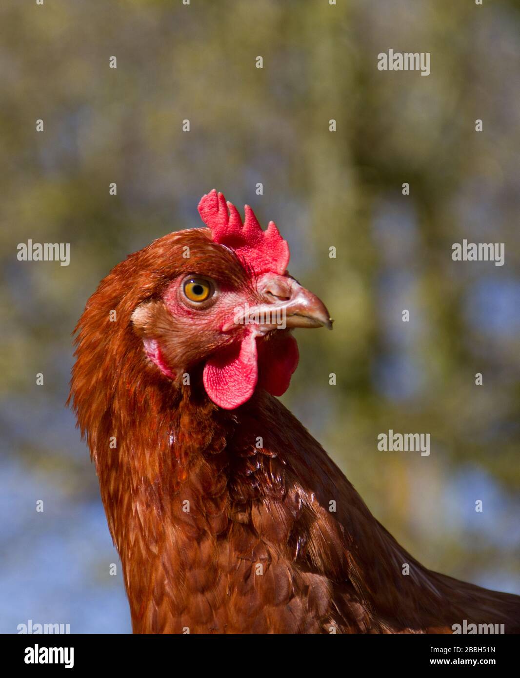 Ritratto di un pollo marrone con pettine rosso, toro e lobo dell'orecchio Foto Stock