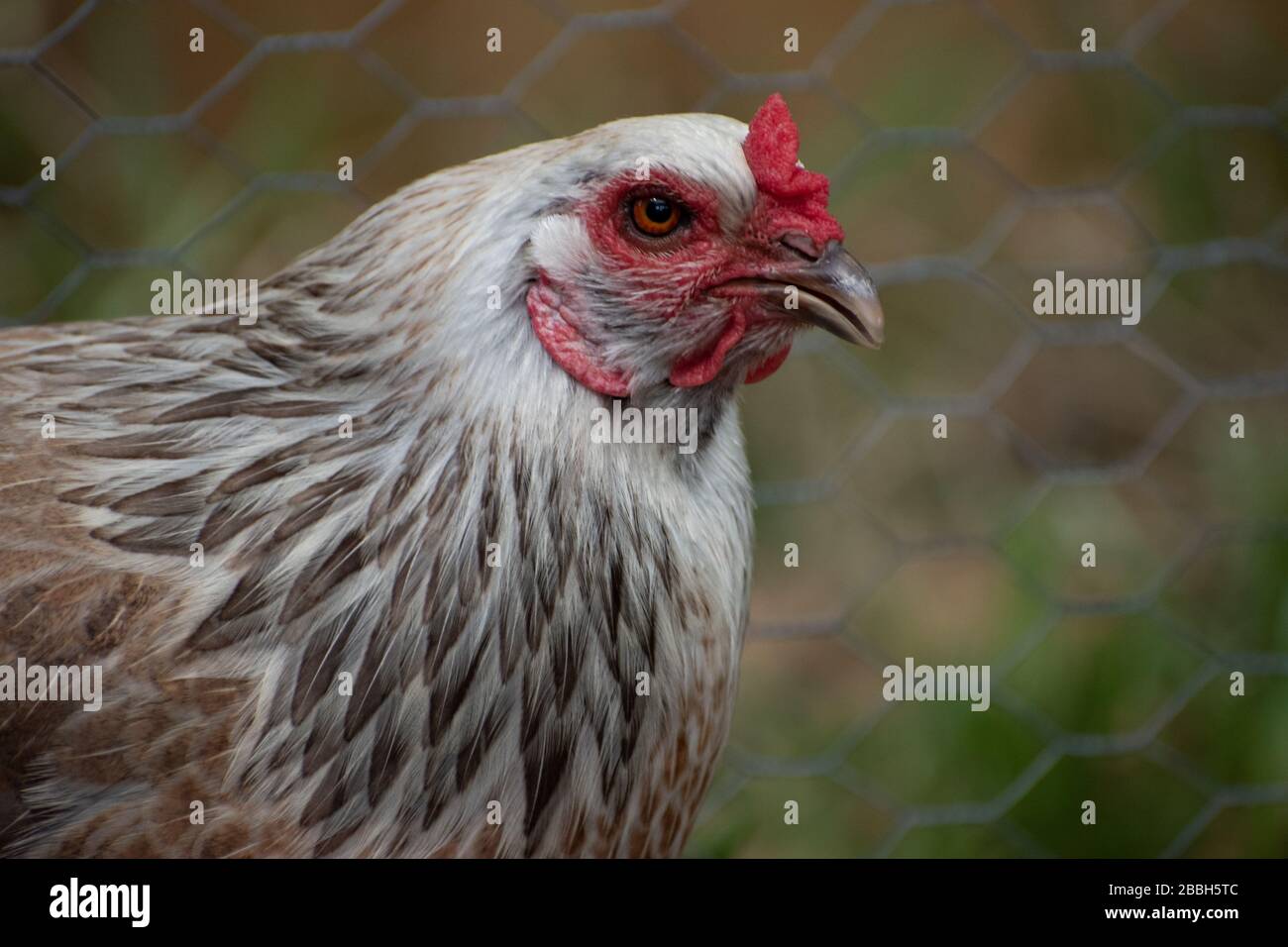 Profilo da vicino di una colorata gallina Ameraucana con occhi arancioni luminosi Foto Stock