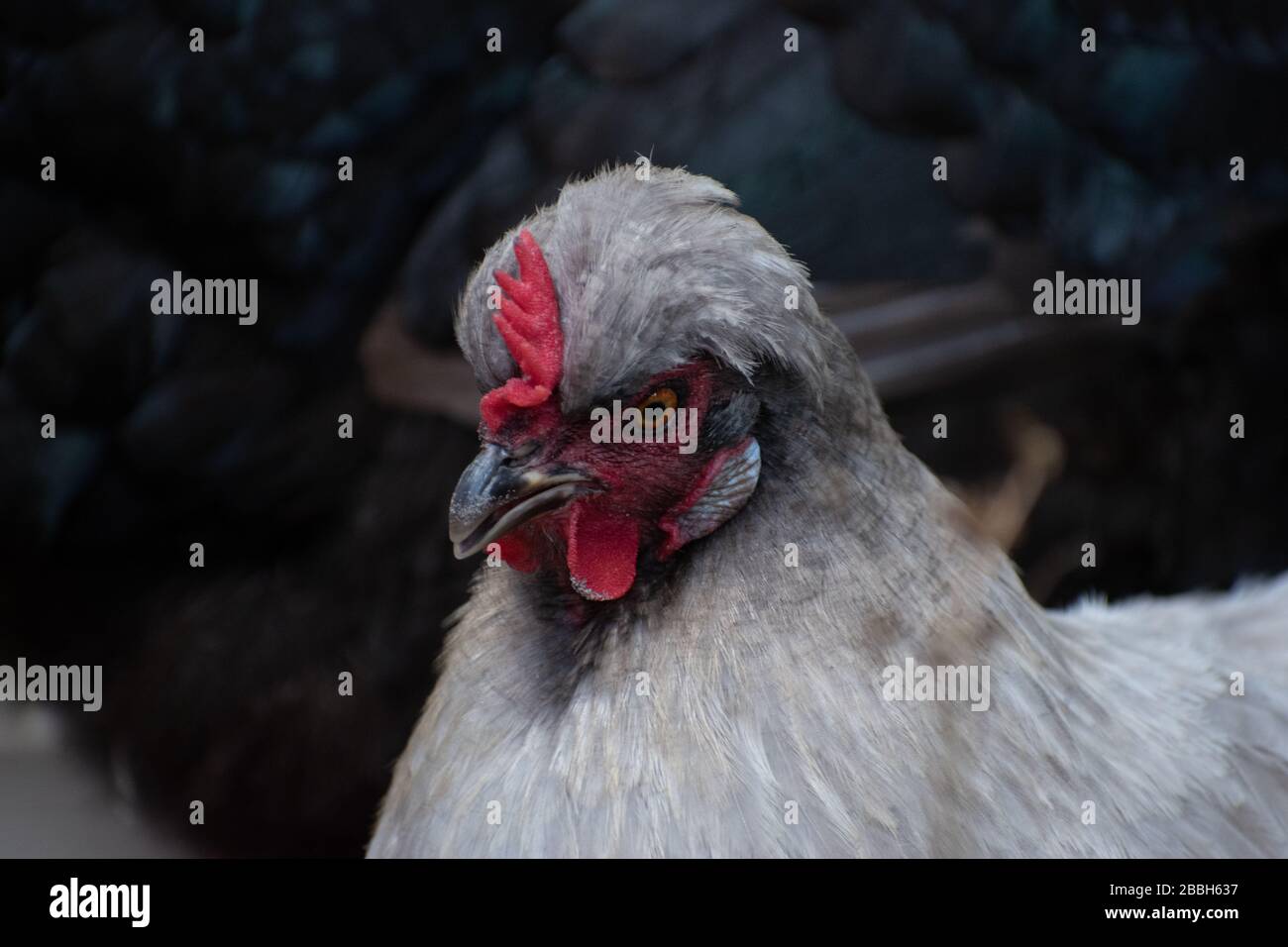 Profilo di una gallina di silkie in un coop di pollo del cortile Foto Stock