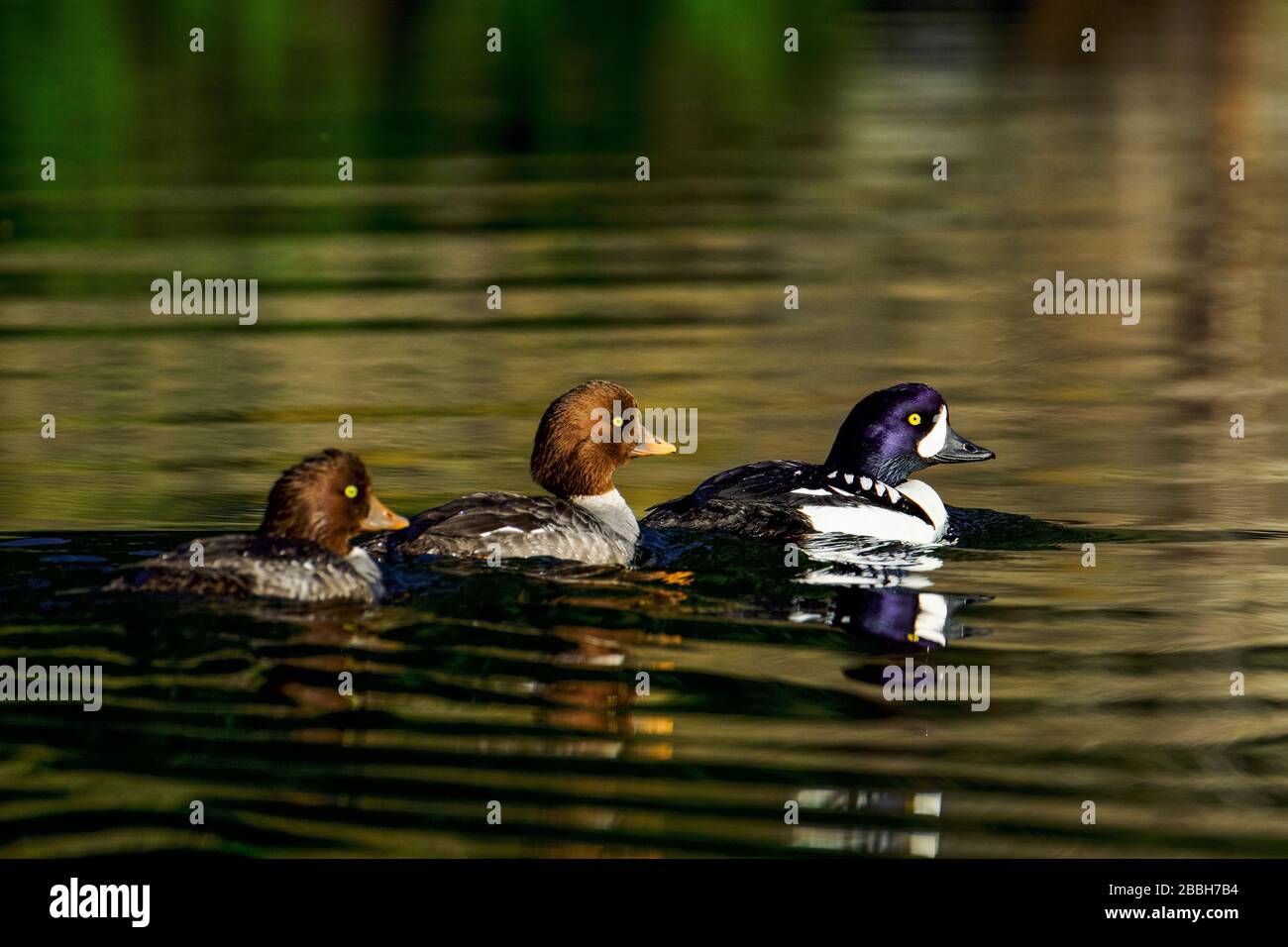 Coppia Goldeneye di Barrow con pulcino sul Lago giallo all'alba, Okanagan Valley of British Columbia, Canada. Foto Stock