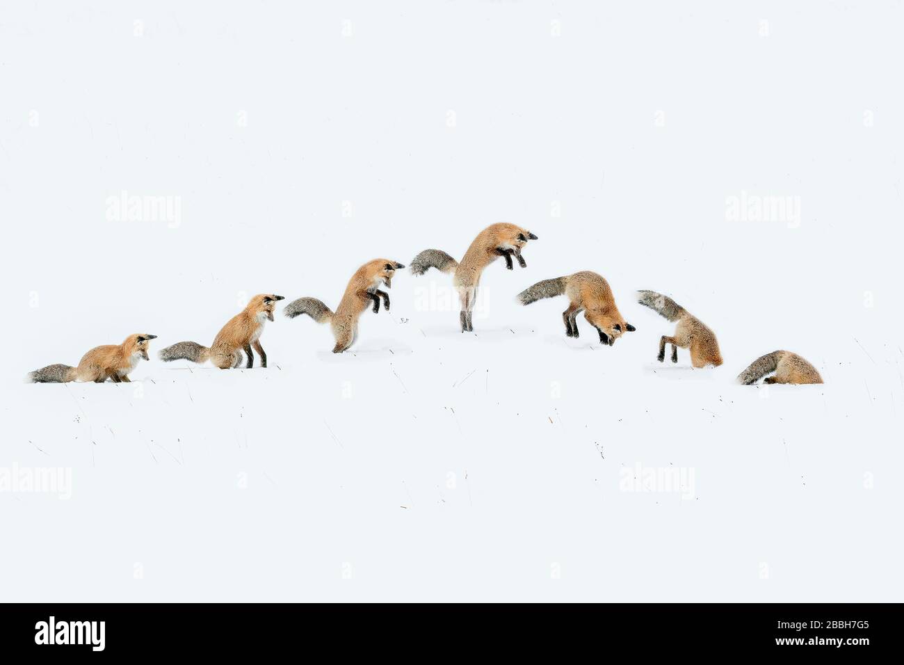 YELLOWSTONE NATIONAL PARK, STATI UNITI - 05 FEBBRAIO 2020: Una sequenza di foto che mostrano una caccia alla volpe rossa. Ascolta la sua preda che si muove sotto il Foto Stock