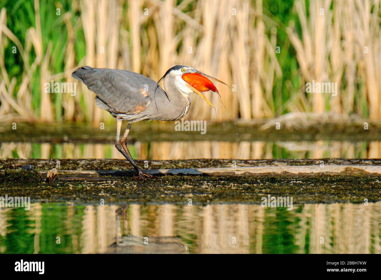 Great Blue Heron, Ardea erodias, che inghiottisce un grande pesce koi arancione al Lago giallo nella Okanagan Valley della British Columbia, Canada Foto Stock