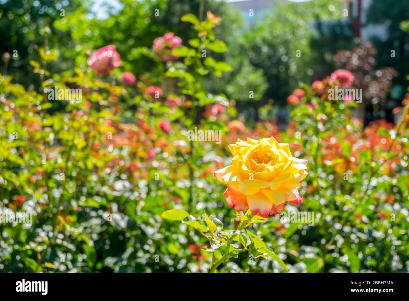 questa è una rosa gialla gigante. Ci sono più di venti strati fino al nucleo del fiore. È un regalo perfetto per una ragazza. Foto Stock