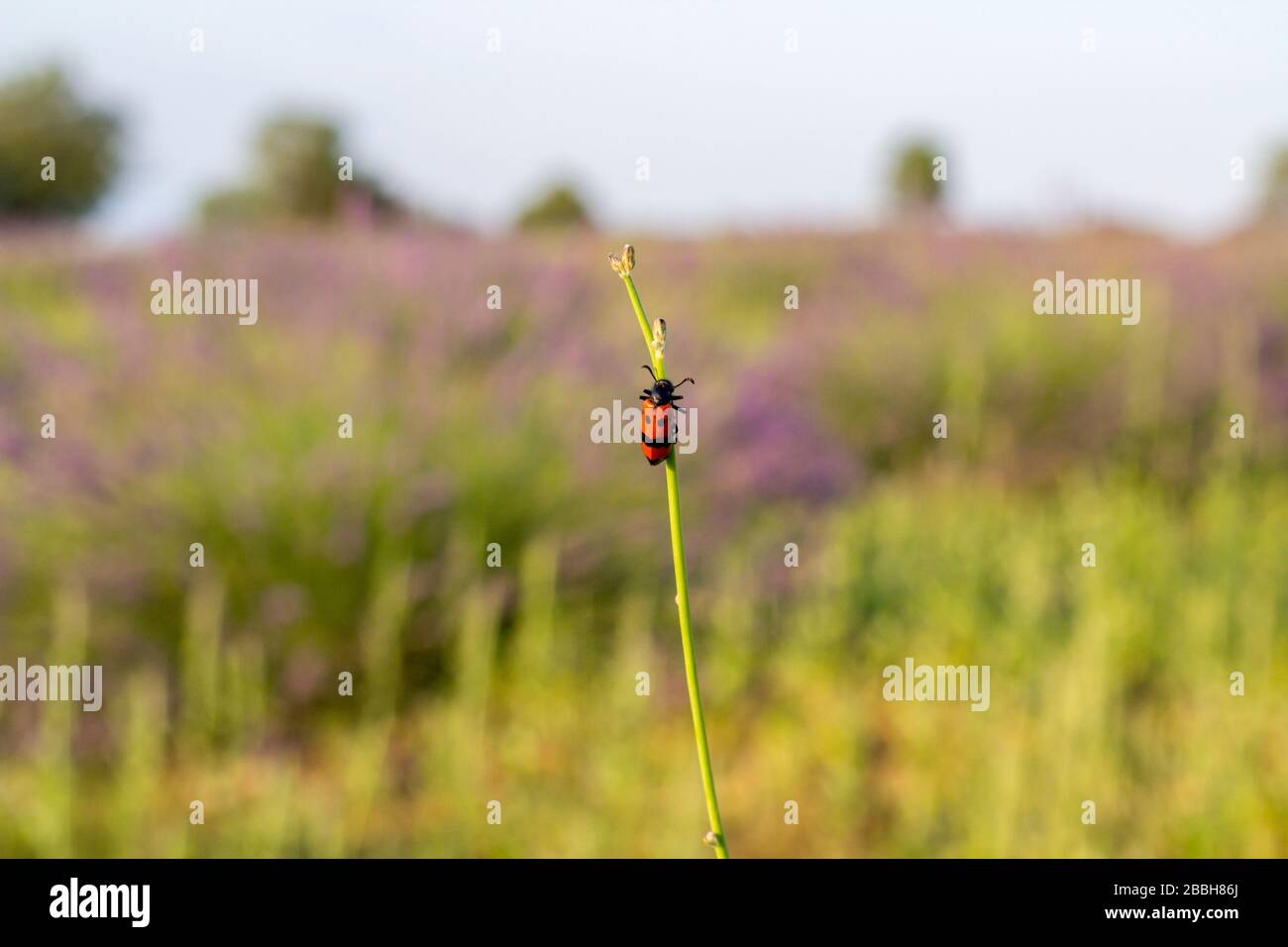Fattoria di lavanda. Perfetta fattoria viola lavanda in Turchia. Foto Stock
