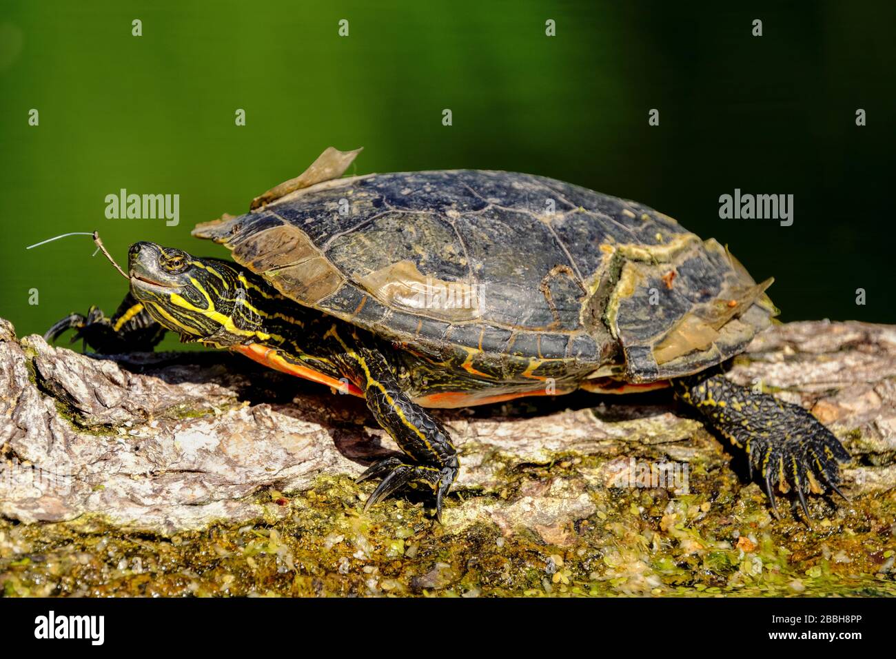 Primo piano di una tartaruga con un guscio rotto cracked e gancio di pesca nella sua bocca al Lago giallo nella Okanagan Valley of British Columbia, Canada Foto Stock