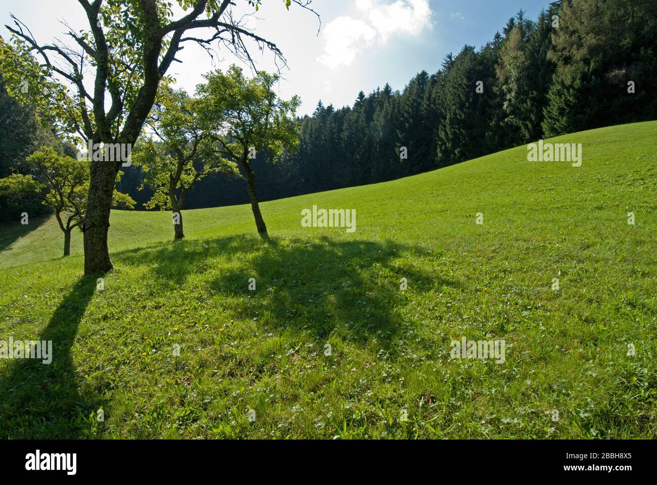 Prato alpino con alberi da frutto e foresta sullo sfondo vicino alla villa Riegelhof, Heimito von Doderer, Preis, bassa Austria Foto Stock
