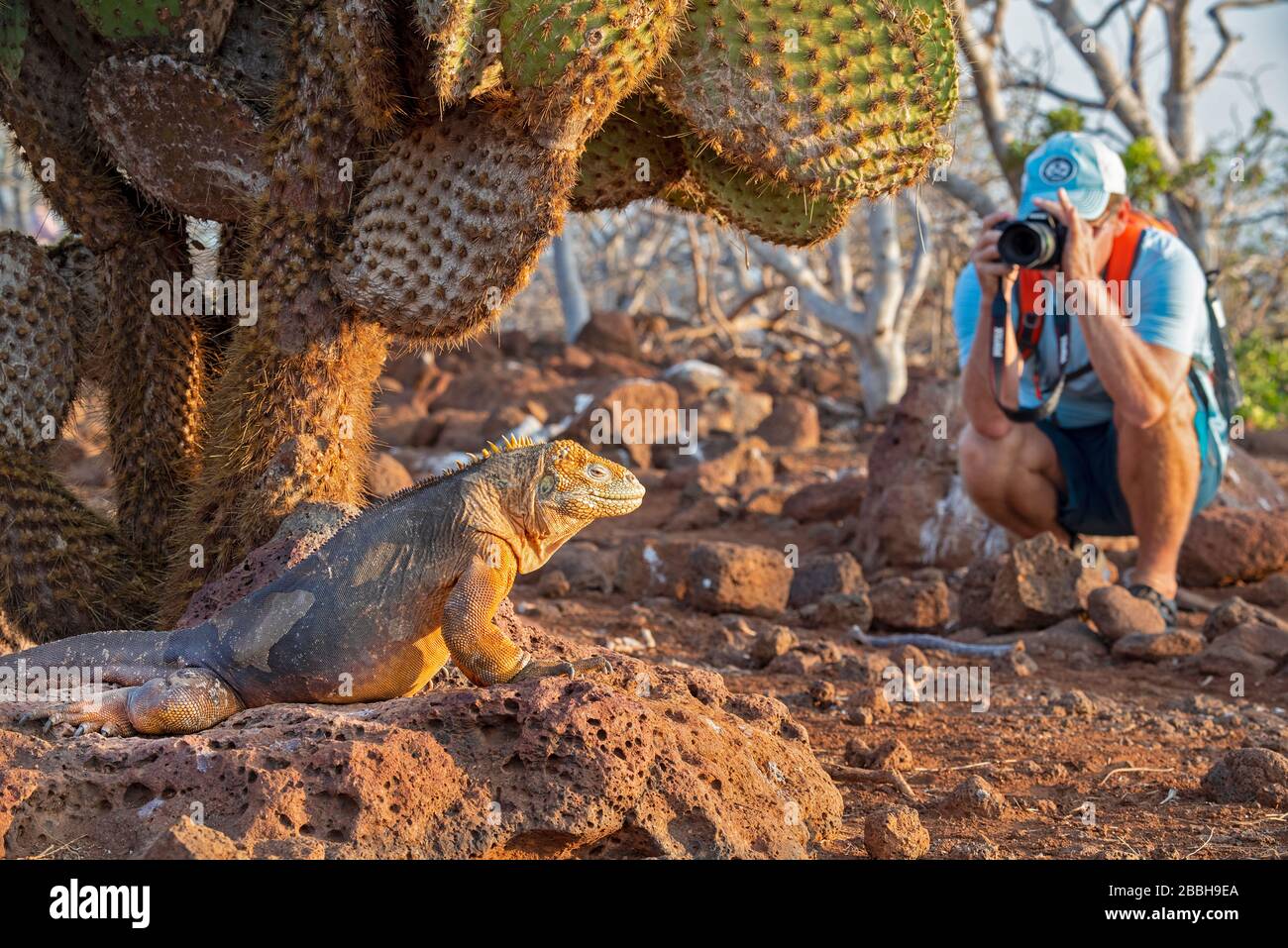 Terra Iguana Isla Seymour Norte Isole Galápagos Foto Stock