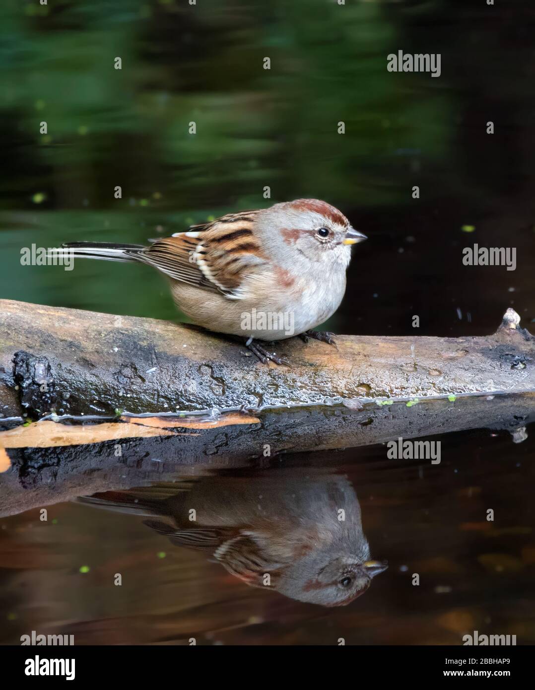 American Tree Sparrow, Spizella arborea, in un laghetto cortile in Saskatoon, Canada Foto Stock