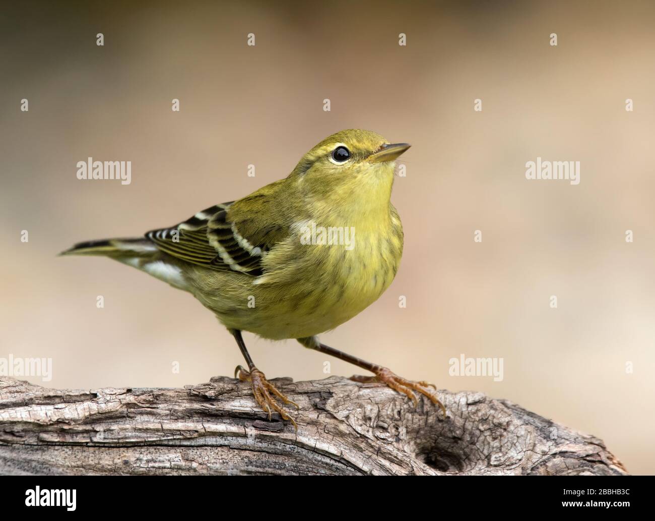 Un piumaggio caduta Blackpoll Warbler, Setophaga striata, arroccato in un bosco vicino Saskatoon, Canada Foto Stock