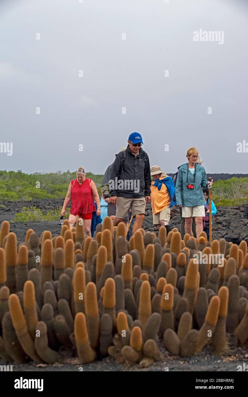 Lava Cactus sull'isola di Fernandina Galapagos Foto Stock