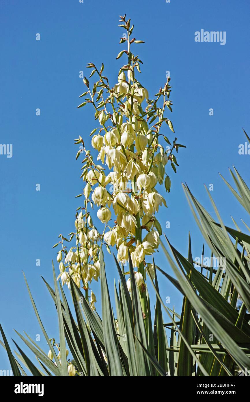 pianta di yucca filamentosa con le panicole in fioritura Foto Stock