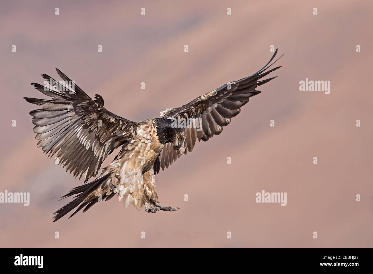 Lammergeier, Montagne Drakensberg, Sudafrica Foto Stock