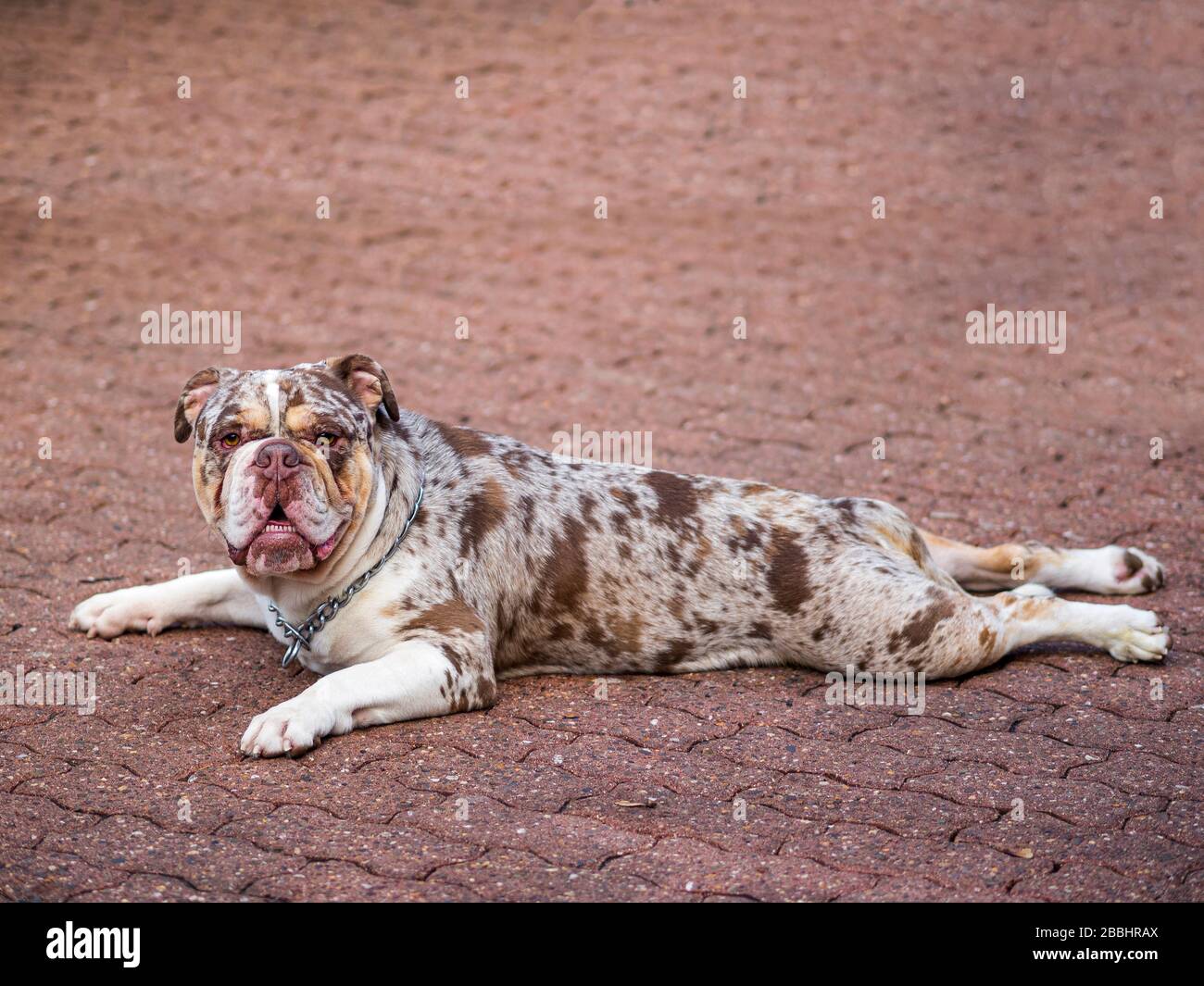 Primo piano di Merle inglese bulldog purebred. 2 anni. 38 kg. Foto Stock
