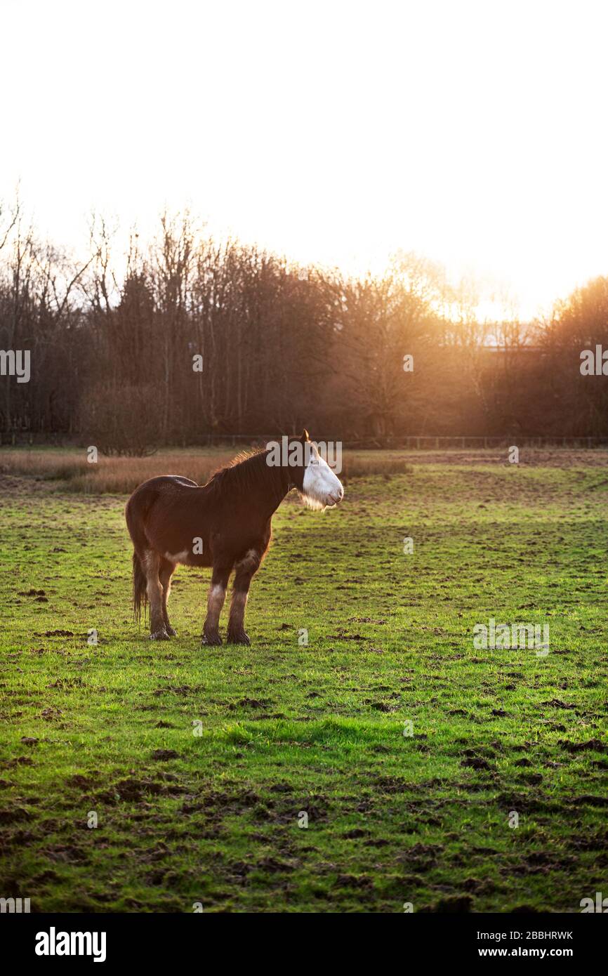 Un cavallo di Clydesdale in un campo a Erskine, in Scozia Foto Stock