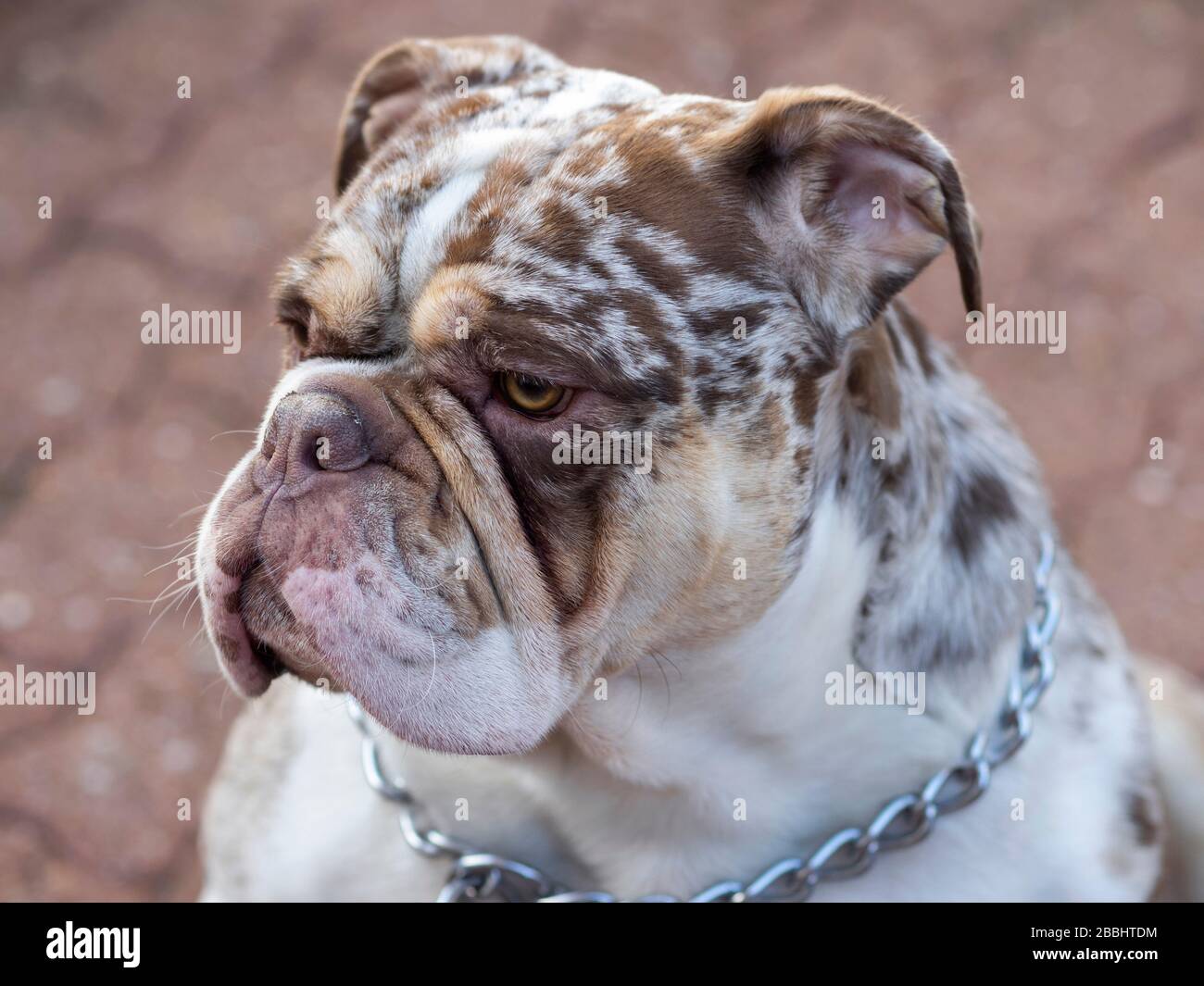 Primo piano di Merle inglese bulldog purebred. 2 anni. 38 kg. Foto Stock
