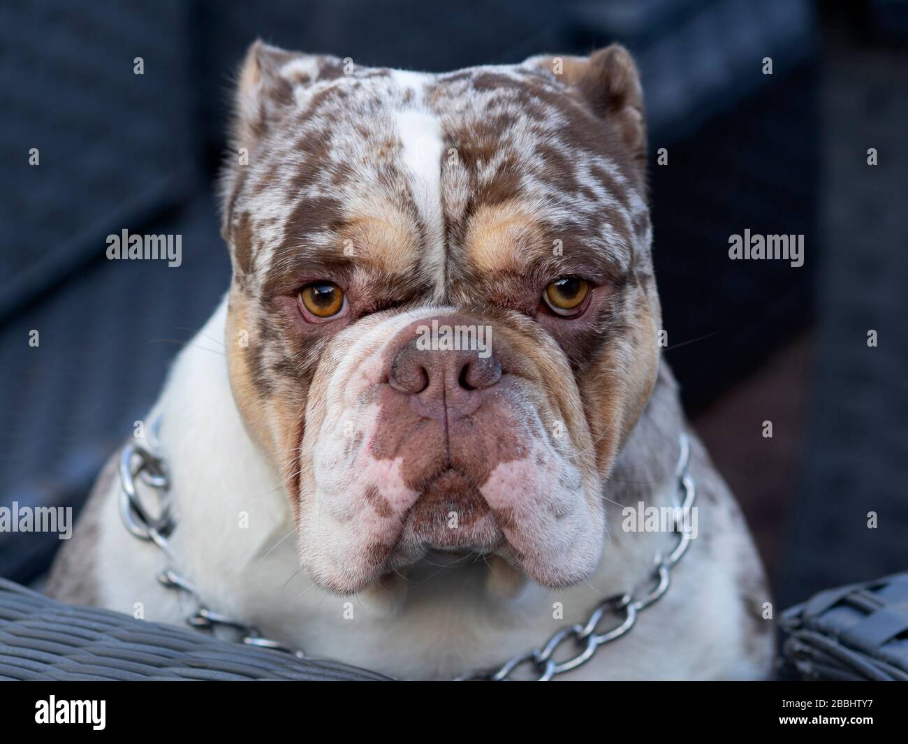Primo piano di Merle inglese bulldog purebred. 2 anni. 38 kg. Foto Stock