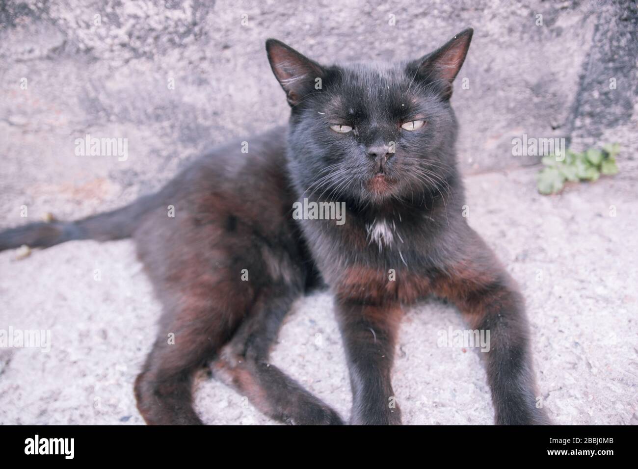Gatto randagio adulto nero che si trova alla fine della giornata, sul marciapiede stretto di una vecchia strada. Foto Stock
