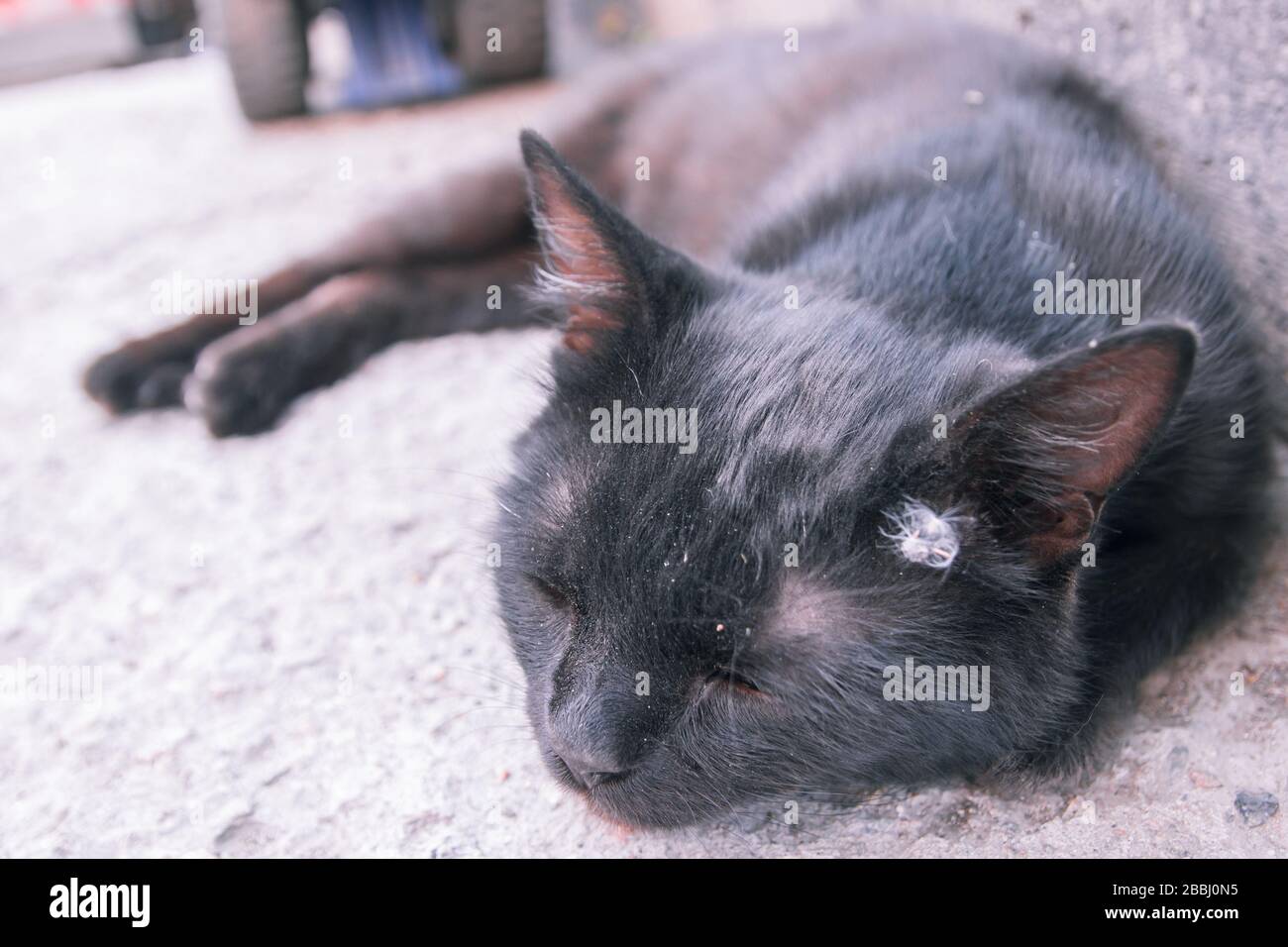 Gatto randagio adulto nero che si trova alla fine della giornata, sul marciapiede stretto di una vecchia strada. Foto Stock