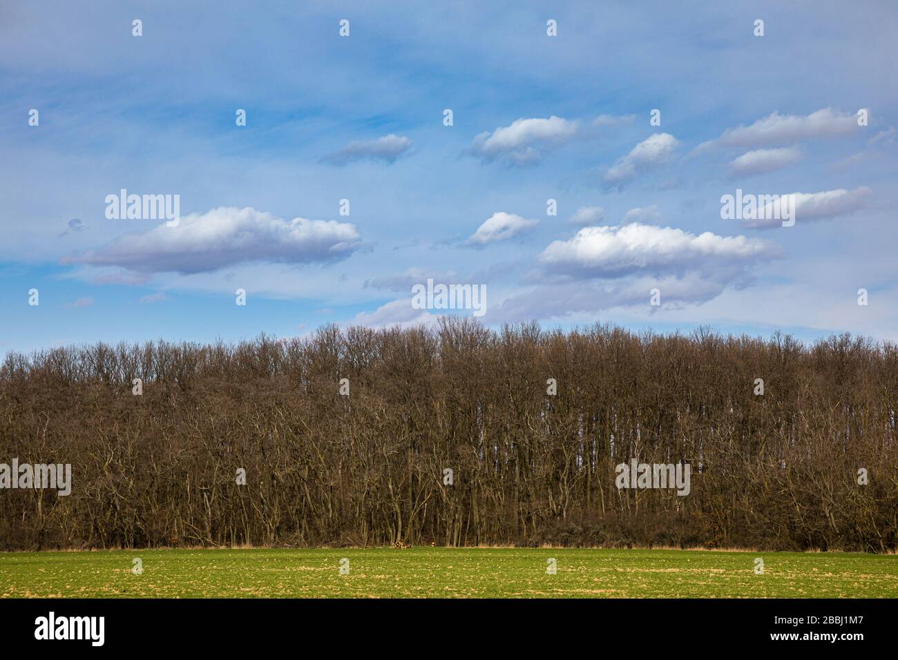 Spring Field e striscia gli alberi vicino al villaggio Budmerice, Slovacchia. Foto Stock