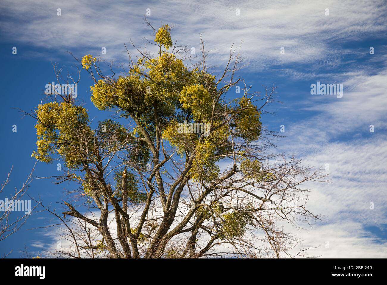 Corona di albero piena di vischio in primavera. Foto Stock