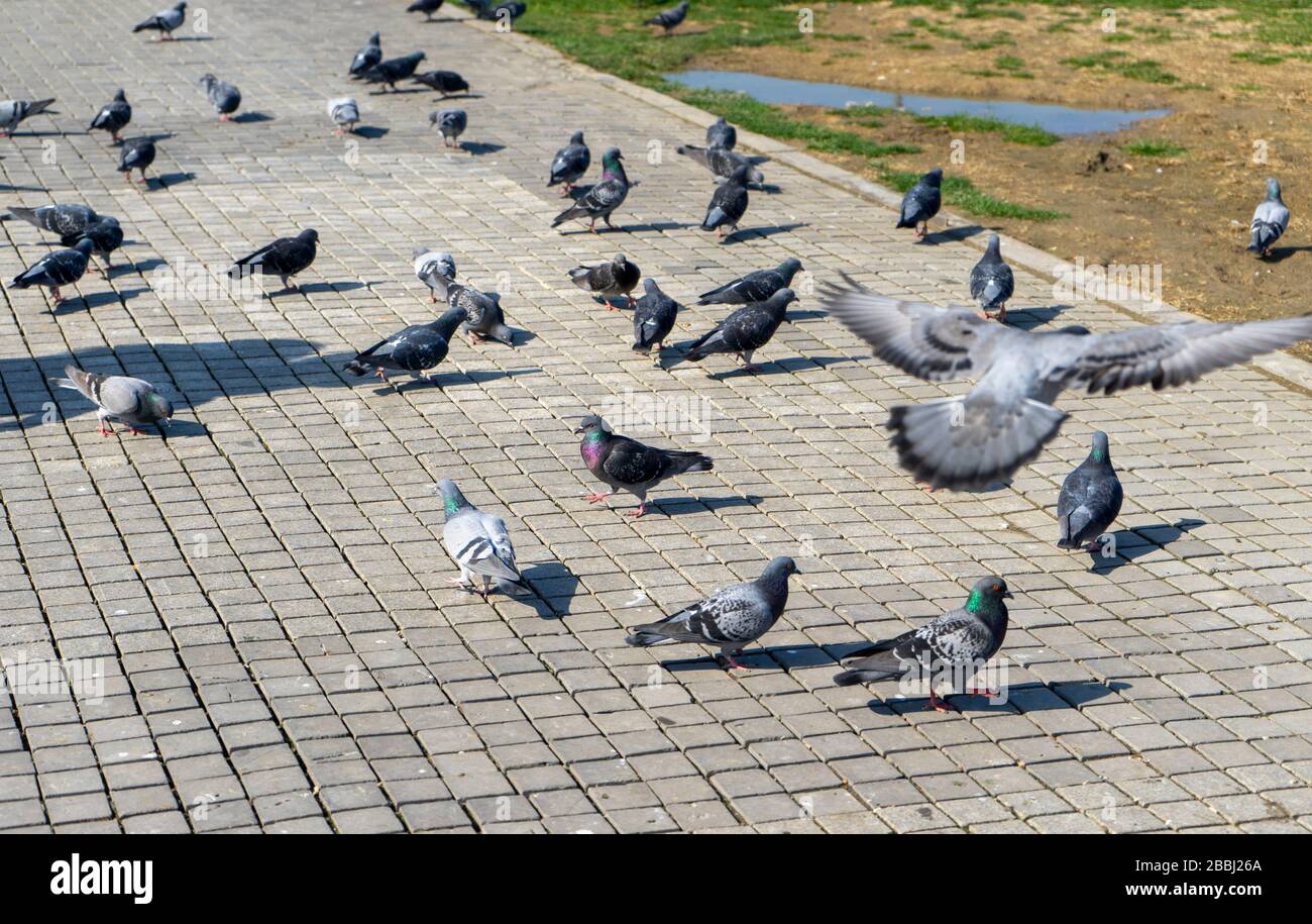 Ci sono decine di piccioni a terra. Stanno mangiando, combattendo, facendo l'amore e vivendo insieme. Foto Stock