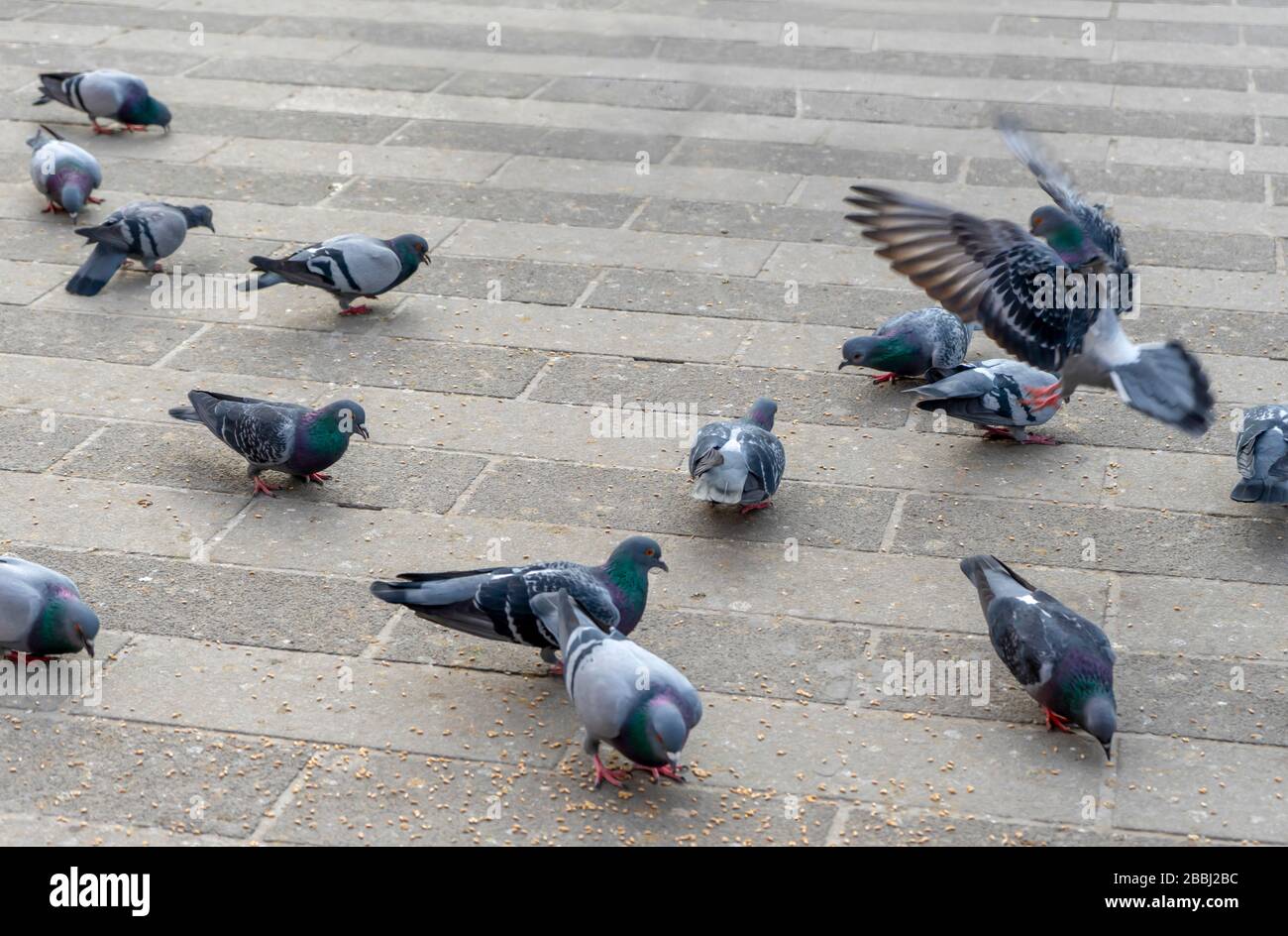Ci sono decine di piccioni a terra. Stanno mangiando, combattendo, facendo l'amore e vivendo insieme. Foto Stock
