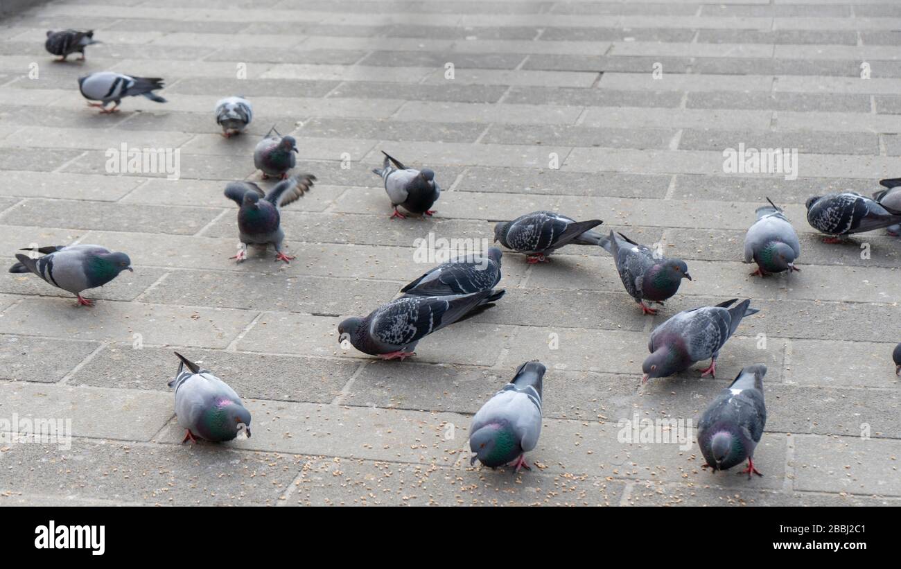 Ci sono decine di piccioni a terra. Stanno mangiando, combattendo, facendo l'amore e vivendo insieme. Foto Stock