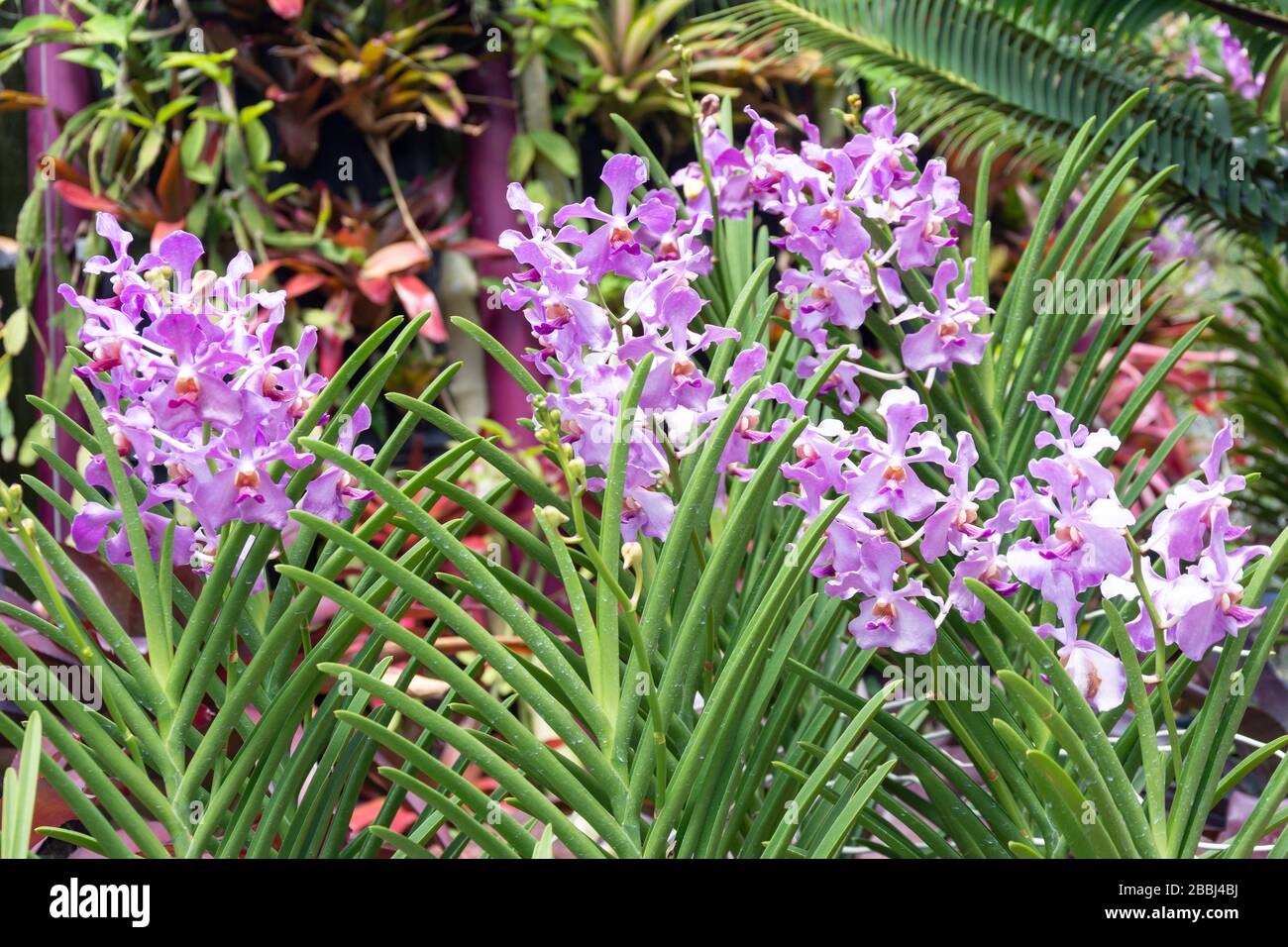 Orchidee dell'Amazzonia nella Cloud Forest (Hutan Awanan), Giardini della Baia, Centro Citta', Marina Sud, Singapore Foto Stock