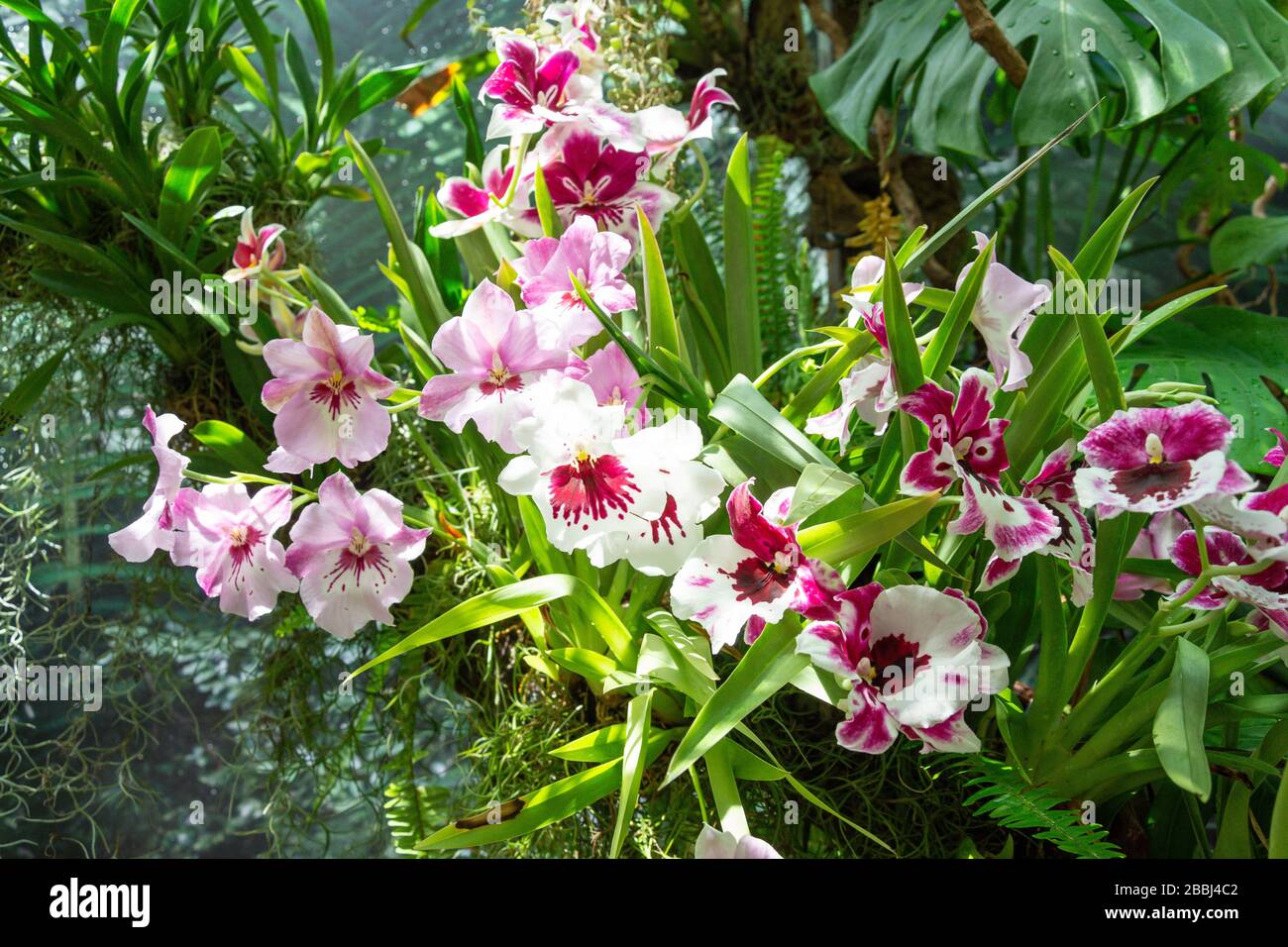 Orchidee dell'Amazzonia nella Cloud Forest (Hutan Awanan), Giardini della Baia, Centro Citta', Marina Sud, Singapore Foto Stock