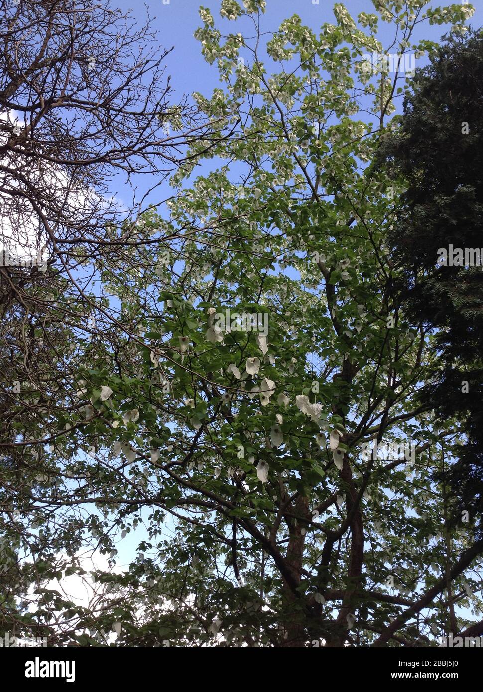 Davidia involucrata Foto Stock