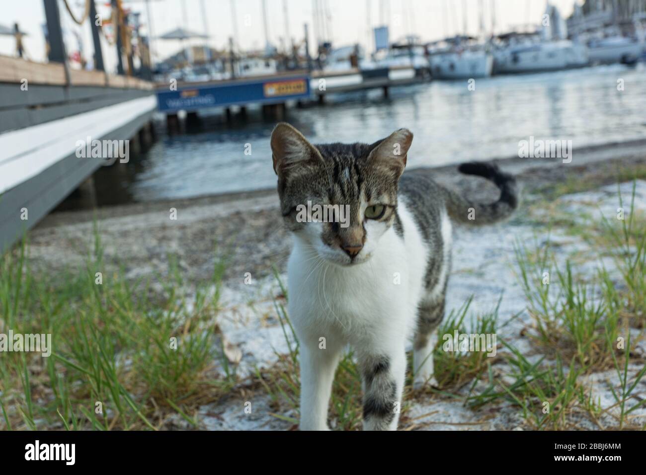 cat in porto per yacht, Turchia Foto Stock