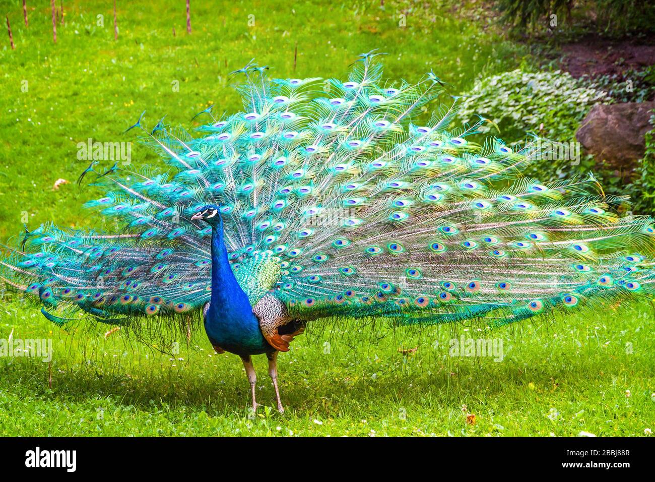 Gufo Indiano (latino: Paco cristatus) (conosciuto anche come gufo comune o gufo blu), camminando su un prato verde Foto Stock