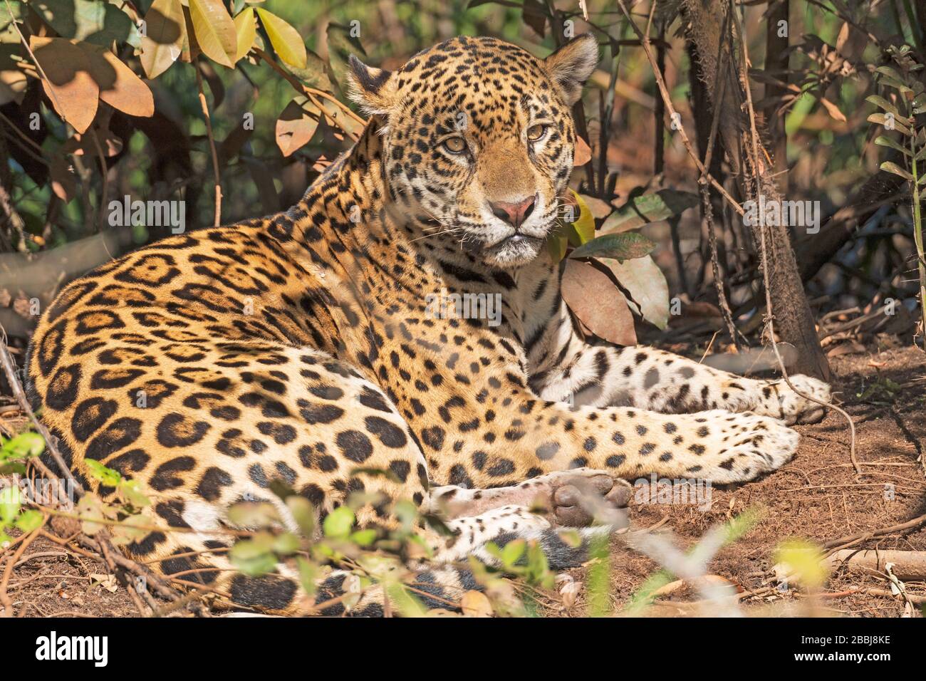 Jaguar riposa nella giungla nel Parco Nazionale Pantanal in Brasile Foto Stock