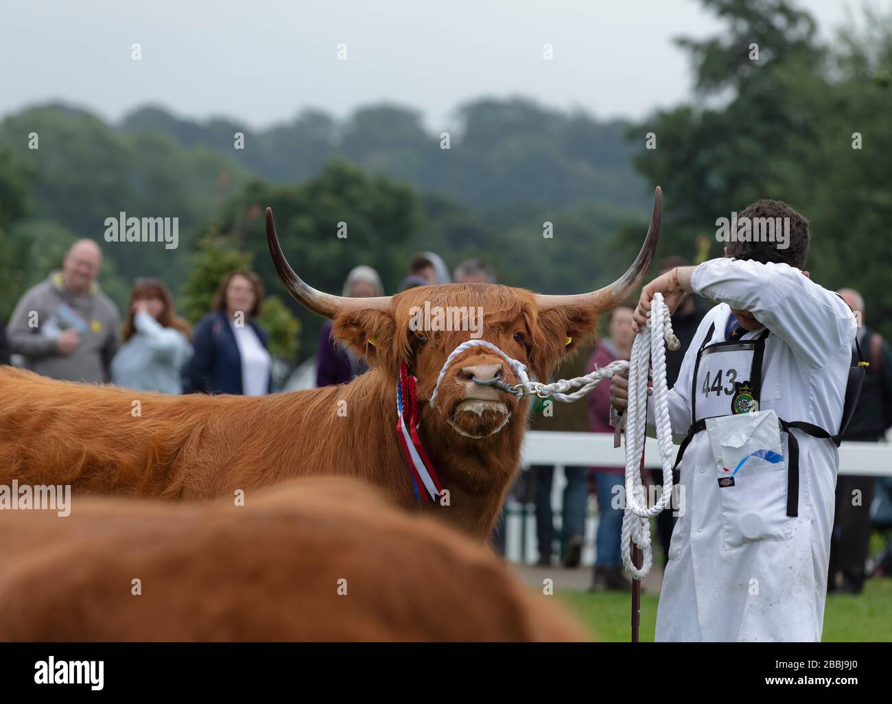 Highland Cow in sfilata ring al Great Yorkshire Show Foto Stock