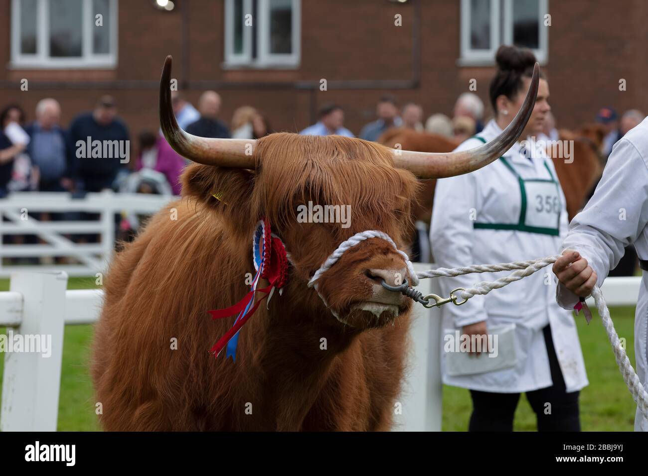 Bestiame delle Highland Angus al Great Yorkshire Show Foto Stock