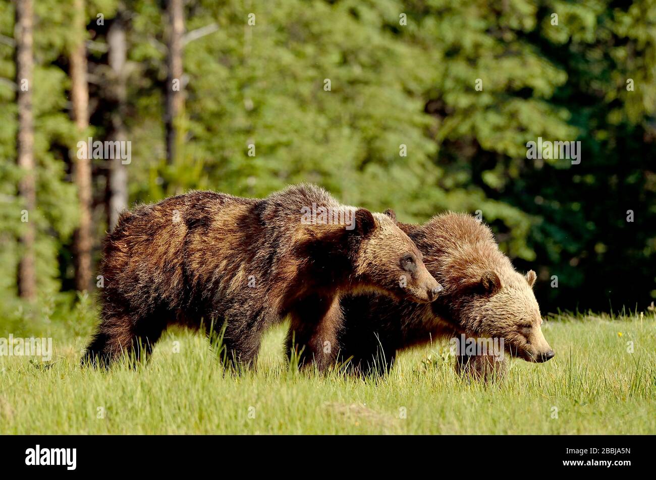 Una vista laterale di due orsi grizzly giovanili, Ursus arctos; camminando insieme in un prato aperto nella campagna Alberta Canada. Foto Stock