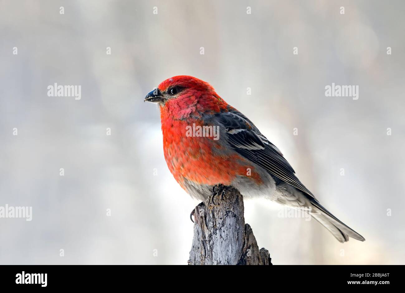 Un'immagine ravvicinata di un uccello di Pine Grosbeak "enucleator Pinicola"; arroccato su un ramo di abete rosso nella rurale Alberta Canada. Foto Stock