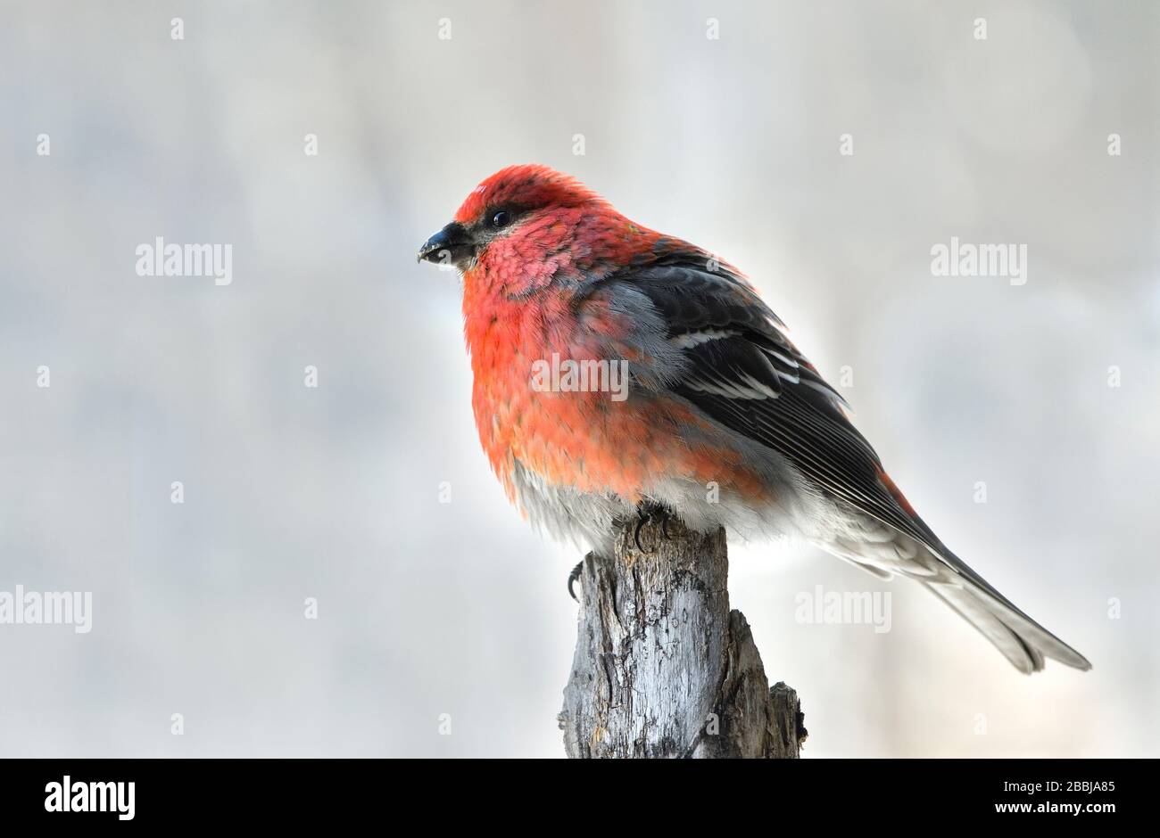 Un'immagine ravvicinata di un uccello di Pine Grosbeak "enucleator Pinicola"; arroccato su un ramo di abete rosso nella rurale Alberta Canada. Foto Stock